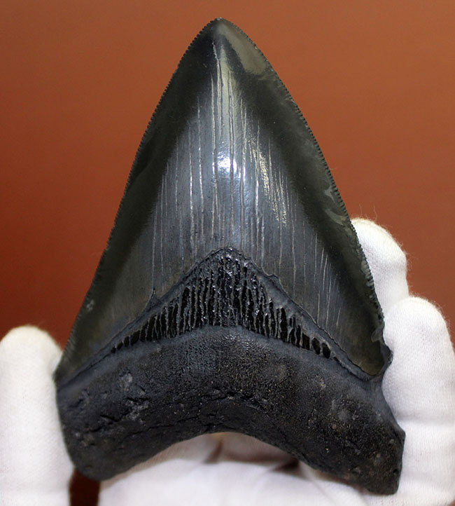 こだわりの厳選品、美しいエナメル質が保存されたメガロドン（Carcharodon megalodon）の歯化石（その2）