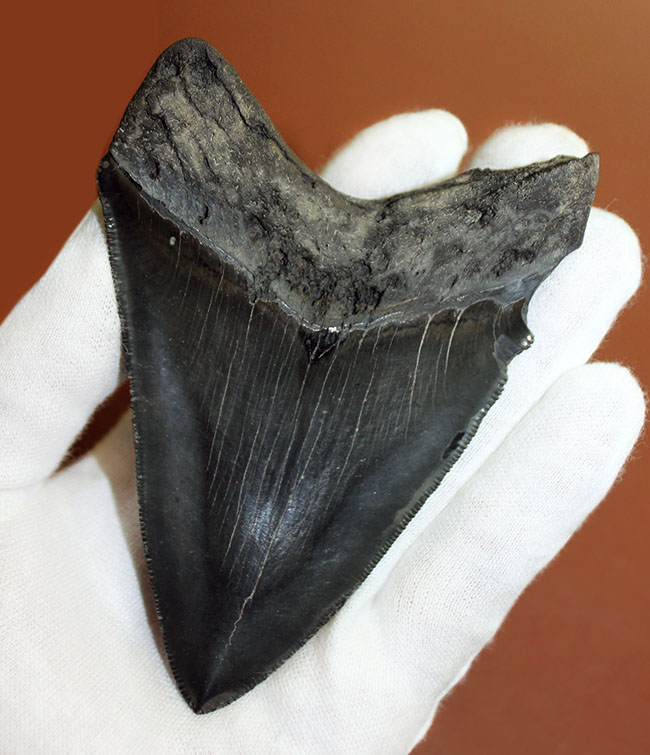 こだわりの厳選品、美しいエナメル質が保存されたメガロドン（Carcharodon megalodon）の歯化石（その3）