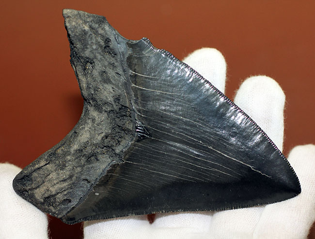 こだわりの厳選品、美しいエナメル質が保存されたメガロドン（Carcharodon megalodon）の歯化石（その5）