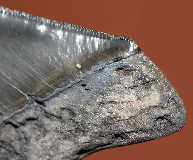 こだわりの厳選品、美しいエナメル質が保存されたメガロドン（Carcharodon megalodon）の歯化石（その8）