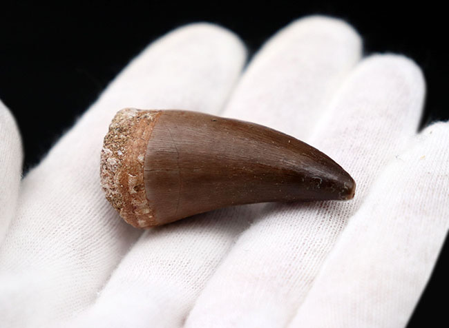 リーズナブルプライス!素晴らしい保存状態!太い!白亜紀の海の王者、モササウルス(Mosasaurus)の歯化石(その2)