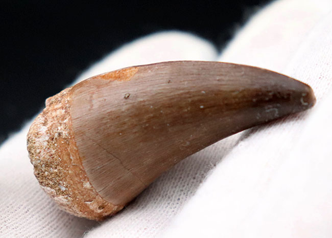 リーズナブルプライス!素晴らしい保存状態!太い!白亜紀の海の王者、モササウルス(Mosasaurus)の歯化石(その5)