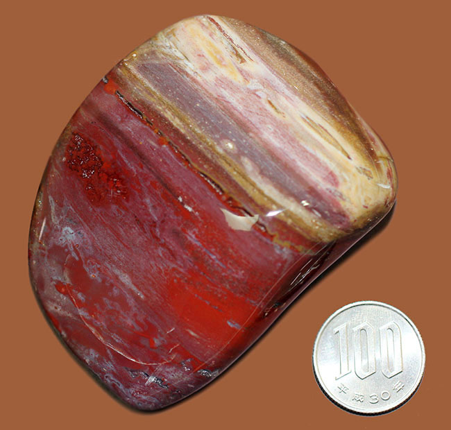 深紅に染まったマダガスカル産珪化木のカボション（磨き標本）（その10）