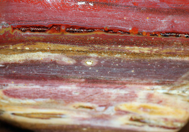 深紅に染まったマダガスカル産珪化木のカボション（磨き標本）（その4）
