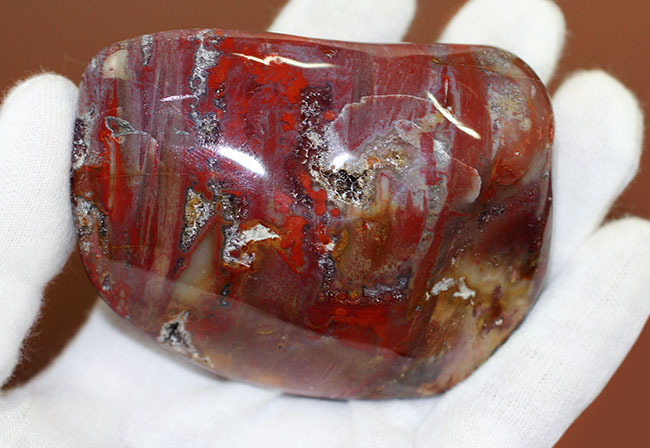 深紅に染まったマダガスカル産珪化木のカボション（磨き標本）（その5）