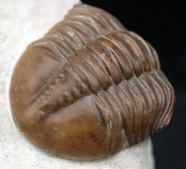 保存状態、極めて良好！幅広で丸みを帯びた上質のアサフス・グラシリス（Asaphus gracilis）。濃いキャラメル色が美しい（その1）