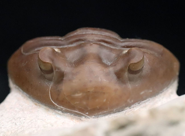 保存状態、極めて良好！幅広で丸みを帯びた上質のアサフス・グラシリス（Asaphus gracilis）。濃いキャラメル色が美しい（その8）