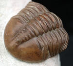 保存状態、極めて良好！幅広で丸みを帯びた上質のアサフス・グラシリス（Asaphus gracilis）。濃いキャラメル色が美しい