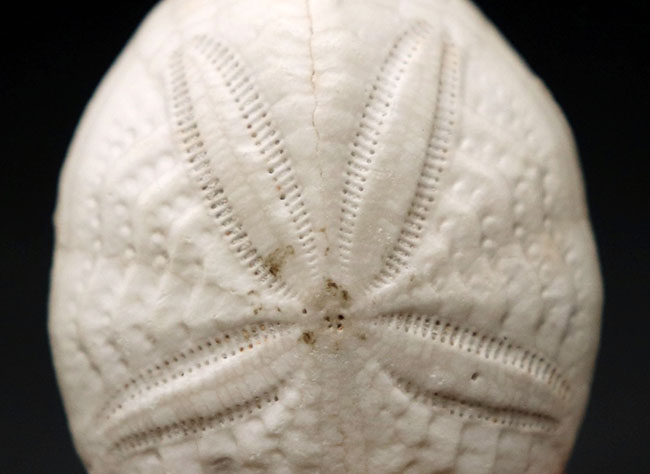 極めて上質、石灰岩質のウニの化石、ユーパタガス・フロリダヌス(Eupatagus floridanus)(その3)