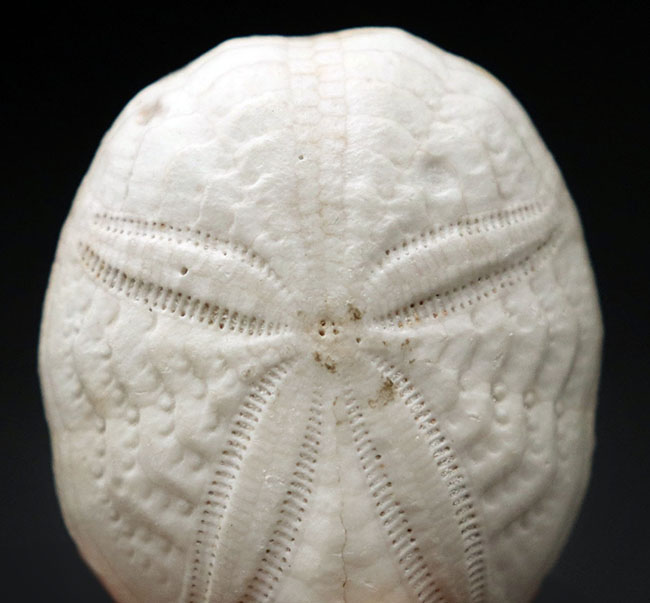極めて上質、石灰岩質のウニの化石、ユーパタガス・フロリダヌス(Eupatagus floridanus)(その6)