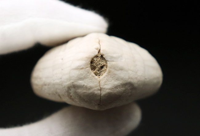 極めて上質、石灰岩質のウニの化石、ユーパタガス・フロリダヌス(Eupatagus floridanus)(その7)
