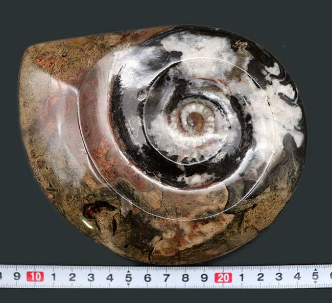 多色！直径最大部１５センチを超えた大判標本、初期型の頭足類、ゴニアタイト（Goniatite）の化石（その10）