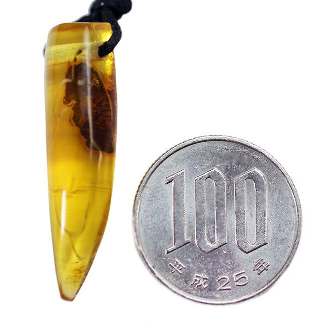 高級ジュエリーケース付き。バルト海産琥珀化石のペンダントトップ(Amber)(その6)