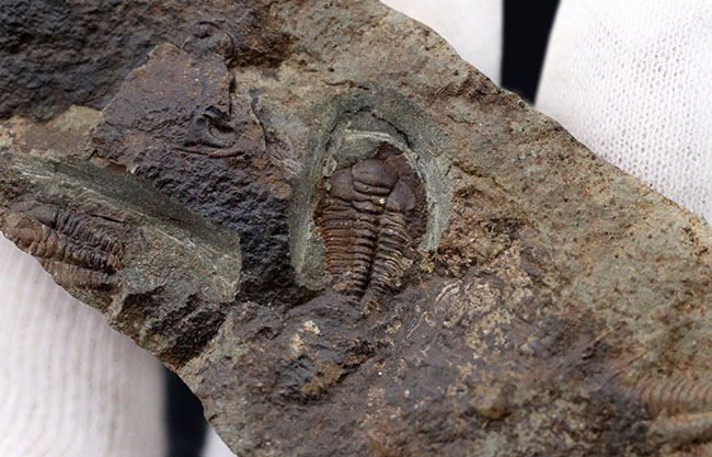 珍しいチェコ共和国産、カンブリア爆発によって誕生した初期の三葉虫
