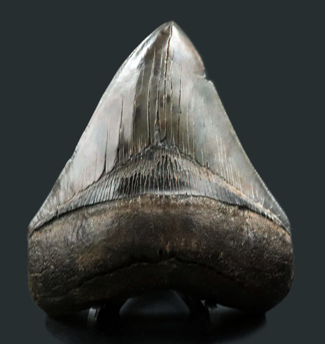 サイズ、保存状態、形、どれをとっても見事としか言いようがない、一級のメガロドン(Carcharocles megalodon)の歯化石です。ヘビーコレクターにこそご検討いただきたい逸品(その1)