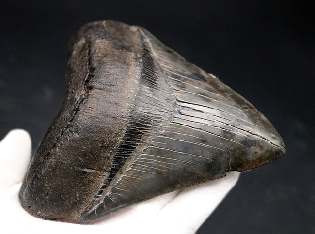 サイズ、保存状態、形、どれをとっても見事としか言いようがない、一級のメガロドン（Carcharocles megalodon）の歯化石です。ヘビーコレクターにこそご検討いただきたい逸品（その10）