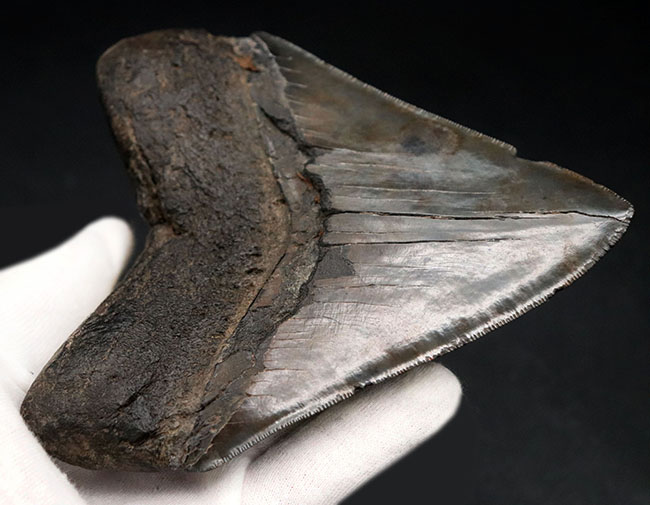 サイズ、保存状態、形、どれをとっても見事としか言いようがない、一級のメガロドン（Carcharocles megalodon）の歯化石です。ヘビーコレクターにこそご検討いただきたい逸品（その12）