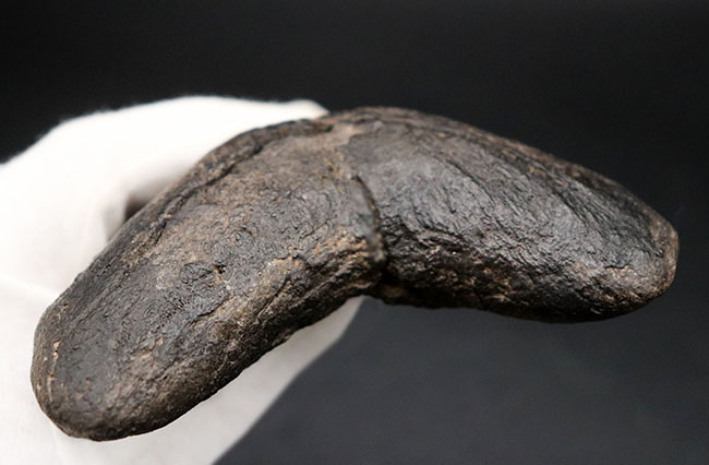 サイズ、保存状態、形、どれをとっても見事としか言いようがない、一級のメガロドン（Carcharocles megalodon）の歯化石です。ヘビーコレクターにこそご検討いただきたい逸品（その13）