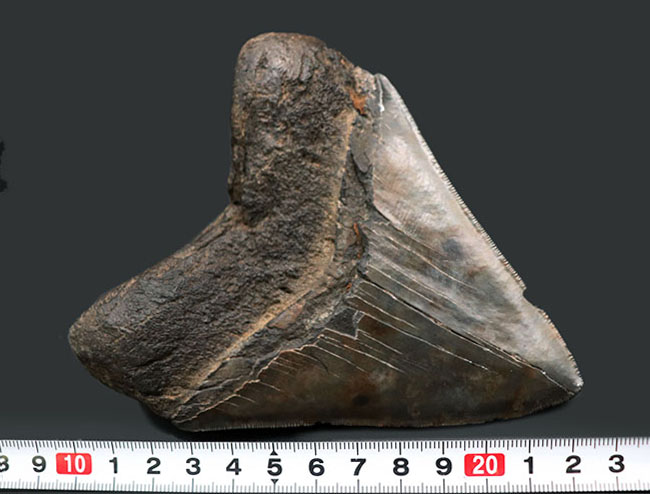 サイズ、保存状態、形、どれをとっても見事としか言いようがない、一級のメガロドン（Carcharocles megalodon）の歯化石です。ヘビーコレクターにこそご検討いただきたい逸品（その14）