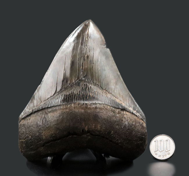 サイズ、保存状態、形、どれをとっても見事としか言いようがない、一級のメガロドン（Carcharocles megalodon）の歯化石です。ヘビーコレクターにこそご検討いただきたい逸品（その15）