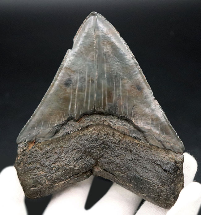 サイズ、保存状態、形、どれをとっても見事としか言いようがない、一級のメガロドン（Carcharocles megalodon）の歯化石です。ヘビーコレクターにこそご検討いただきたい逸品（その2）