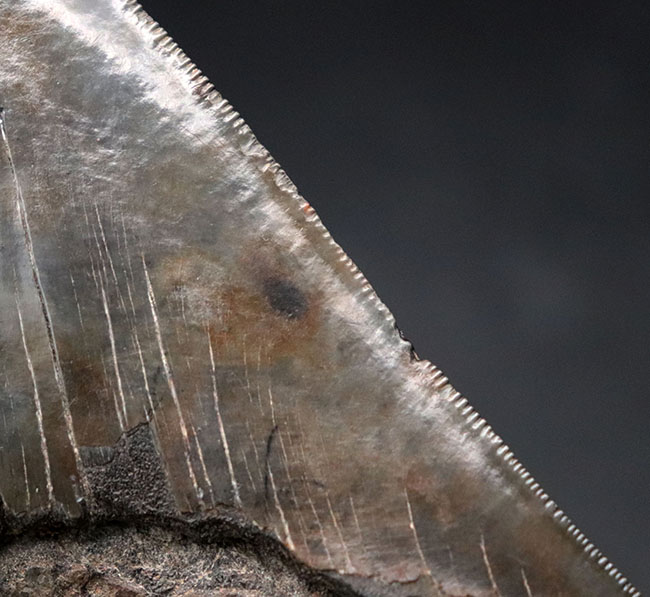 サイズ、保存状態、形、どれをとっても見事としか言いようがない、一級のメガロドン（Carcharocles megalodon）の歯化石です。ヘビーコレクターにこそご検討いただきたい逸品（その5）