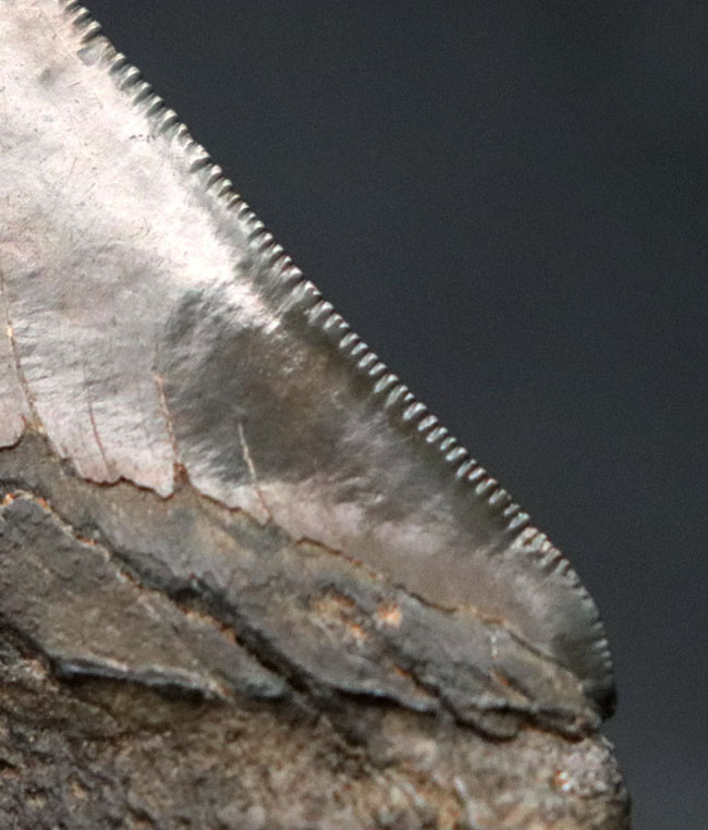 サイズ、保存状態、形、どれをとっても見事としか言いようがない、一級のメガロドン（Carcharocles megalodon）の歯化石です。ヘビーコレクターにこそご検討いただきたい逸品（その6）