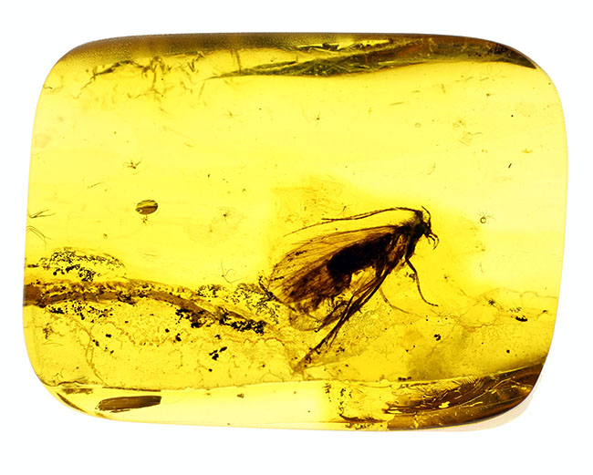 肉眼でも視認可能なトビケラが内包された、バルト海産の琥珀(Amber)(その2)