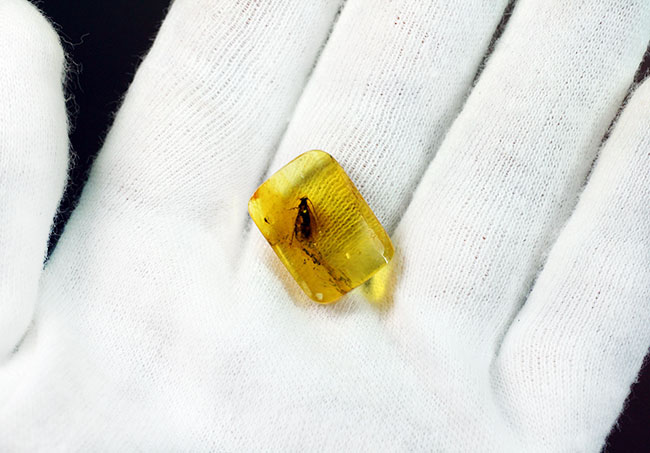 肉眼でも視認可能なトビケラが内包された、バルト海産の琥珀(Amber)(その6)