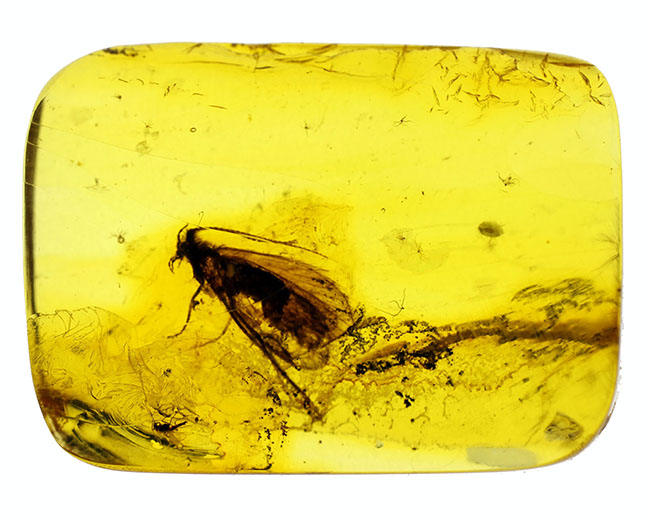 肉眼でも視認可能なトビケラが内包された、バルト海産の琥珀（Amber）（その7）