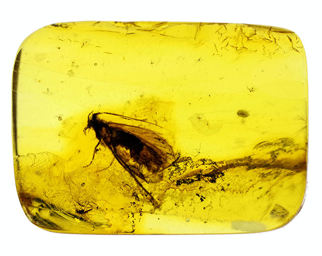 肉眼でも視認可能なトビケラが内包された、バルト海産の琥珀(Amber)(その7)