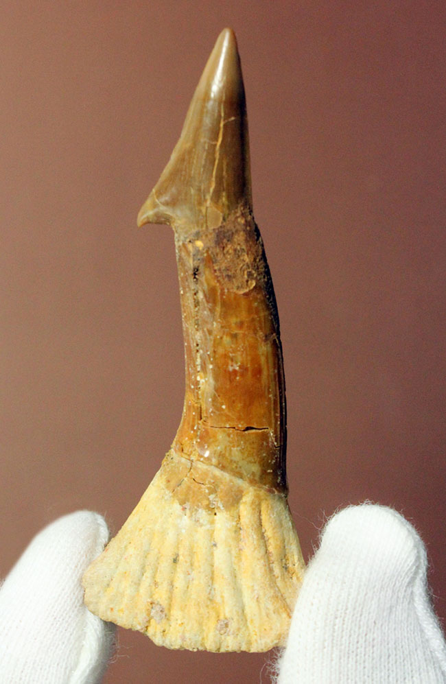 チェーンソーのごとき吻部を持っていたノコギリエイ、オンコプリステス（Onchopristis）の上質の歯化石。完全品。（その1）