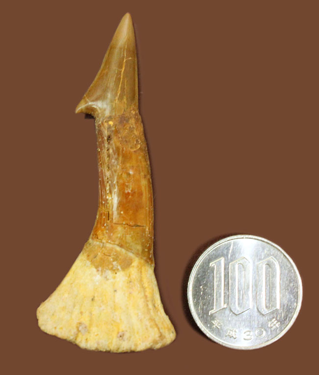 チェーンソーのごとき吻部を持っていたノコギリエイ、オンコプリステス（Onchopristis）の上質の歯化石。完全品。（その10）