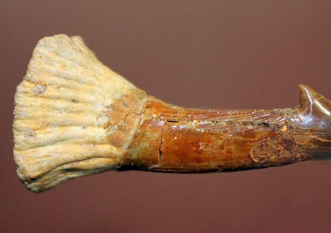 チェーンソーのごとき吻部を持っていたノコギリエイ、オンコプリステス（Onchopristis）の上質の歯化石。完全品。（その3）