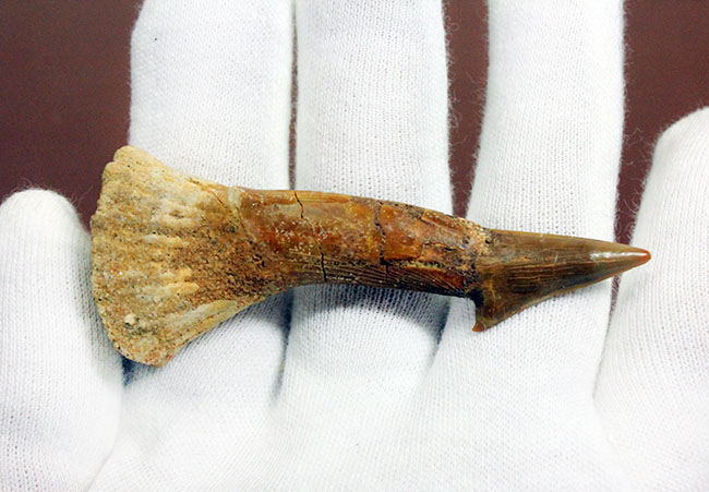 チェーンソーのごとき吻部を持っていたノコギリエイ、オンコプリステス（Onchopristis）の上質の歯化石。完全品。（その5）