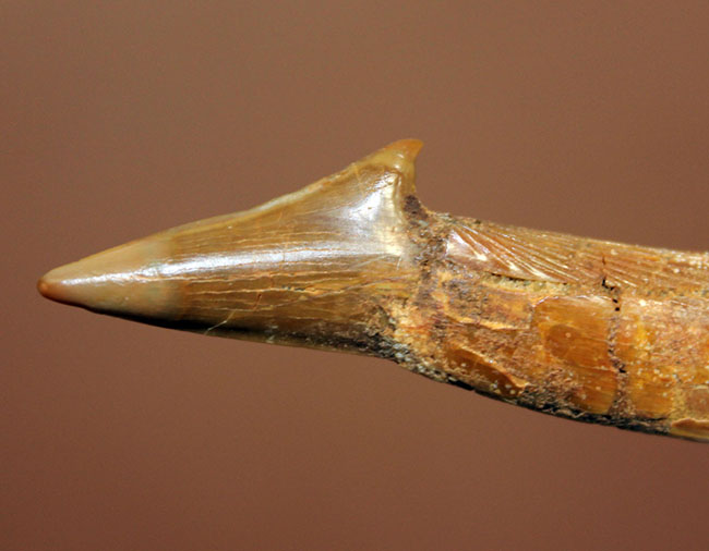 チェーンソーのごとき吻部を持っていたノコギリエイ、オンコプリステス（Onchopristis）の上質の歯化石。完全品。（その7）