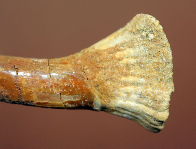 チェーンソーのごとき吻部を持っていたノコギリエイ、オンコプリステス（Onchopristis）の上質の歯化石。完全品。（その8）
