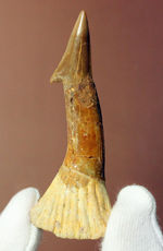 チェーンソーのごとき吻部を持っていたノコギリエイ、オンコプリステス（Onchopristis）の上質の歯化石。完全品。