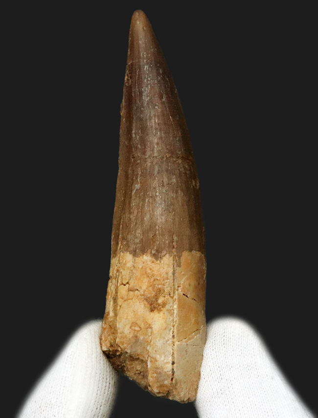 欠損箇所なし、保存状態良好、サイズも上々と三拍子揃ったスピノサウルス（Spinosaurus）の良形美歯（その1）