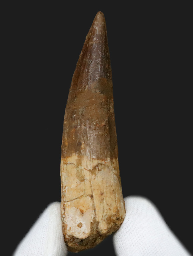 欠損箇所なし、保存状態良好、サイズも上々と三拍子揃ったスピノサウルス(Spinosaurus)の良形美歯(その2)