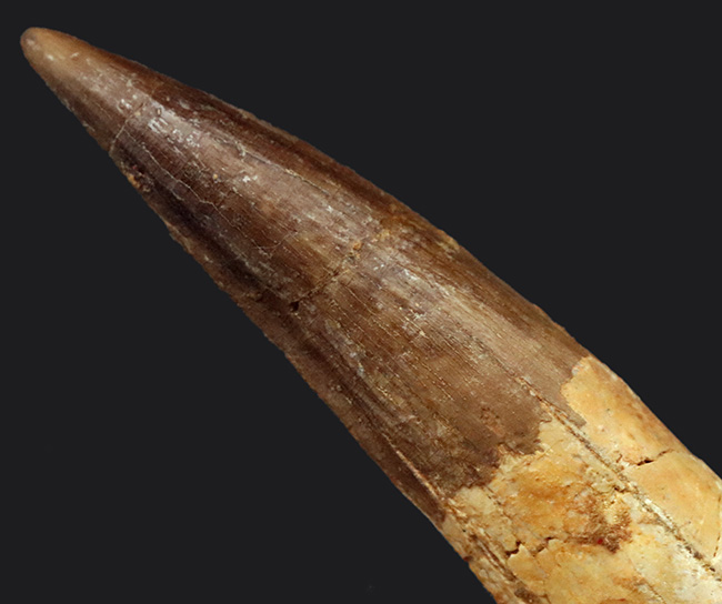 欠損箇所なし、保存状態良好、サイズも上々と三拍子揃ったスピノサウルス(Spinosaurus)の良形美歯(その3)