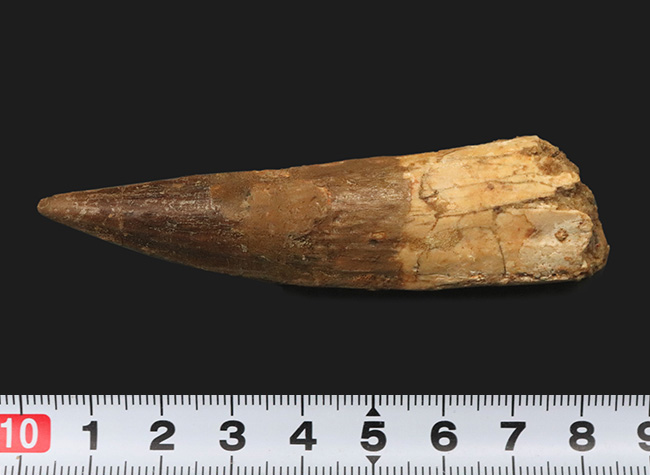 欠損箇所なし、保存状態良好、サイズも上々と三拍子揃ったスピノサウルス(Spinosaurus)の良形美歯(その7)
