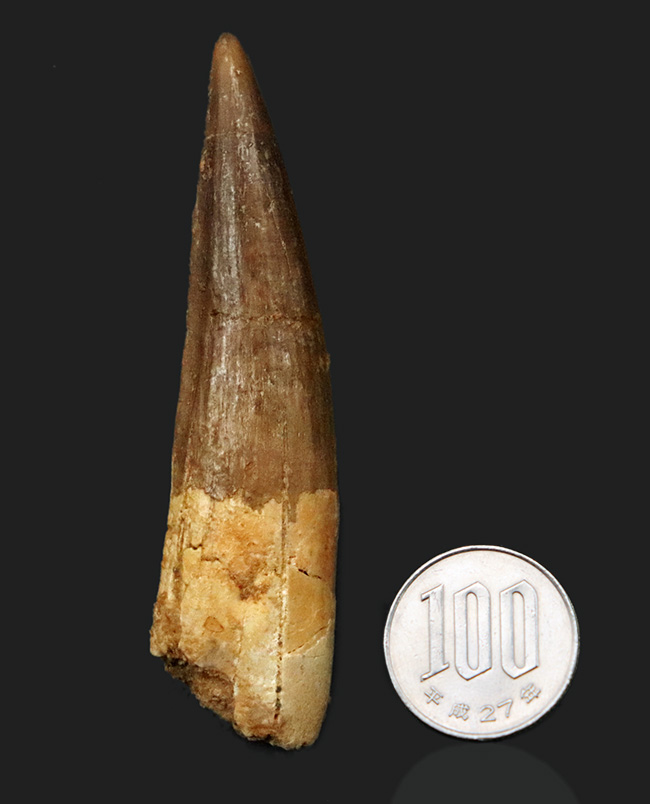 欠損箇所なし、保存状態良好、サイズも上々と三拍子揃ったスピノサウルス(Spinosaurus)の良形美歯(その8)