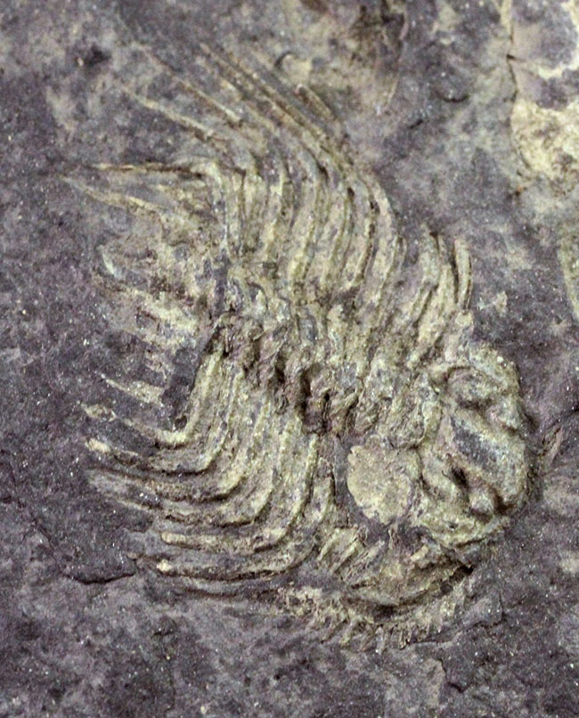 珍しいボリビア産の三葉虫、レオナスピス・チャカルタヤナ(Leonaspis chacaltayana)(その1)