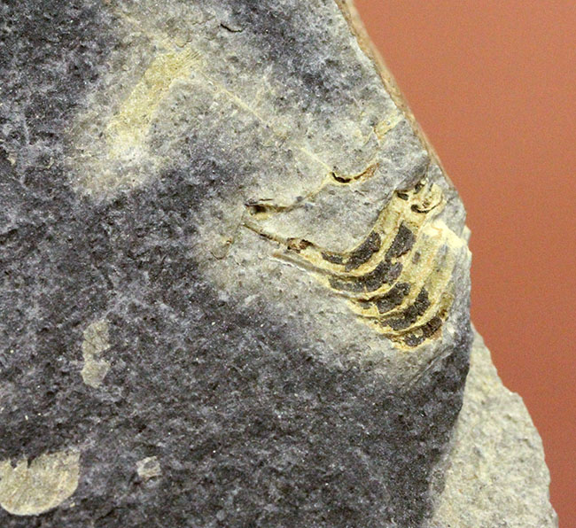 珍しいボリビア産の三葉虫、レオナスピス・チャカルタヤナ(Leonaspis chacaltayana)(その7)