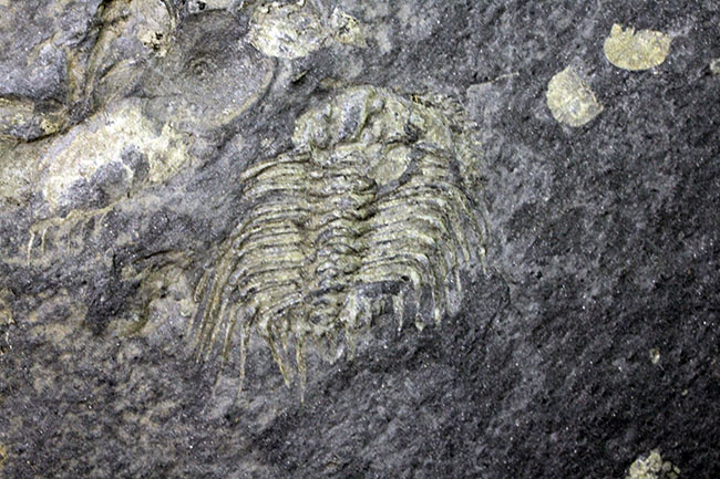 珍しいボリビア産の三葉虫、レオナスピス・チャカルタヤナ（Leonaspis