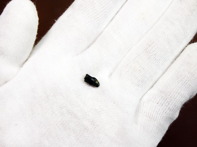 特殊な形にご注目、白亜紀後期の北米の河川に生息していた恐竜、テスケロサウルスの歯化石(Thescelosaurus)(その2)
