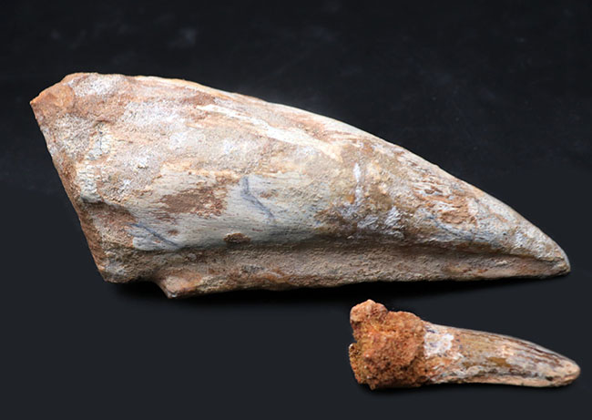 キングサイズ！！カーブ計測15センチ超え！弊社取り扱い標本のなか