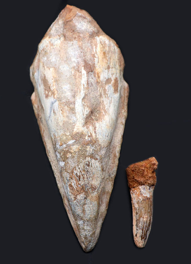 キングサイズ！！カーブ計測15センチ超え！弊社取り扱い標本のなか