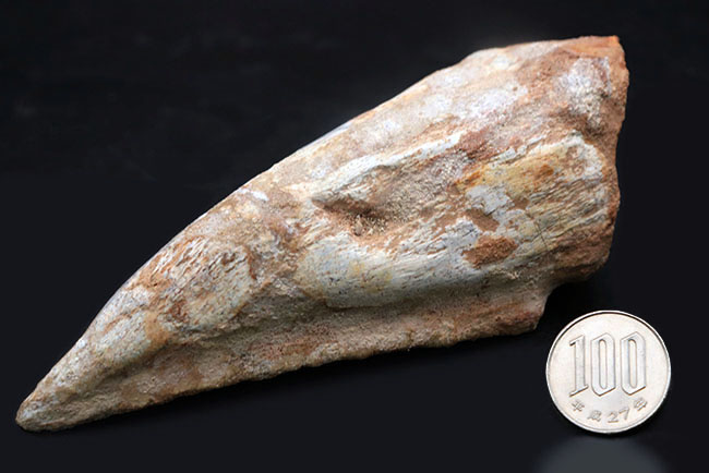 キングサイズ！！カーブ計測１５センチ超え！弊社取り扱い標本のなかでも過去最大級！あのスピノサウルス（Spinosaurus）のフットクロウの化石。根本からミドルセクションにかけての厚みが凄い（その18）